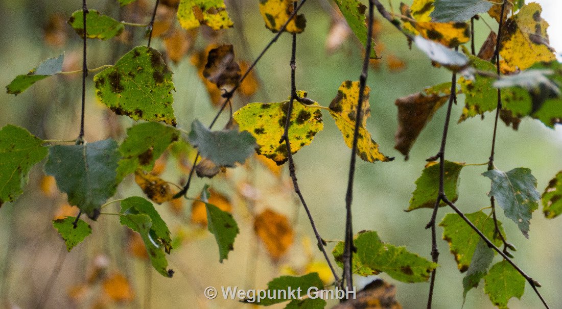 Herbstliches